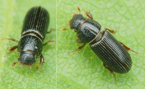 Pleurophorus caesus